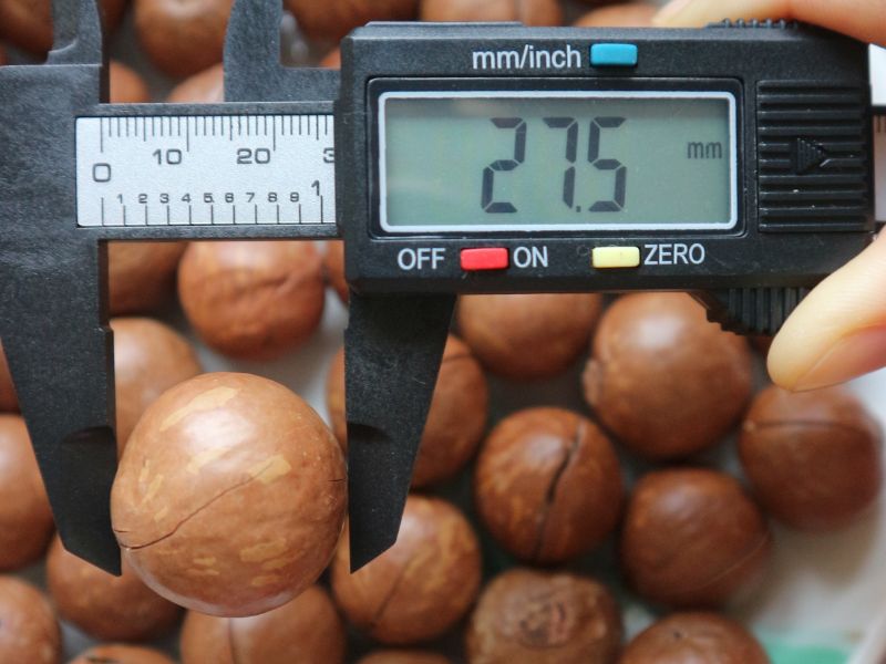 Hạt Macca nguyên vỏ 500gr